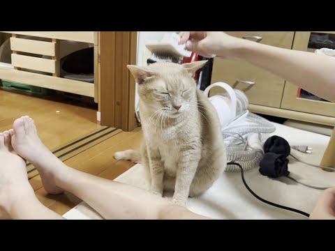 暑い夏はリビングでのんびり涼しく過ごす猫の様子 サムネイル