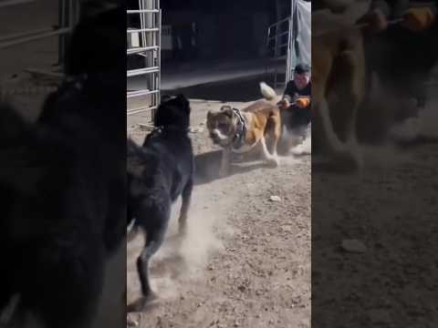World's Strongest Dog Breed 🔥 #shorts #dog #dogs