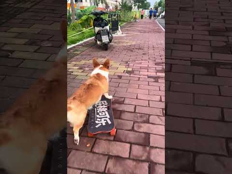 最后翻车的时候,像不像骑着车突然出现了一个大帅哥,你的眼晴忙的看不了路况了🐶🛹#柯基 #萌宠 #狗玩滑板