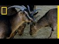 Understanding Animal Vision and Pupil Shapes