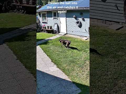 Boxer Sammie throws the ball into the air and catches it again - like a pro! ⚽😎