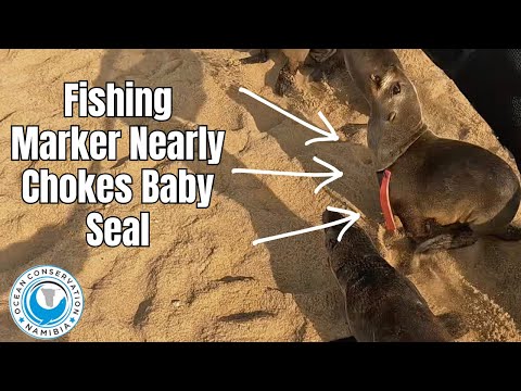 Fishing Marker Nearly Chokes Baby Seal