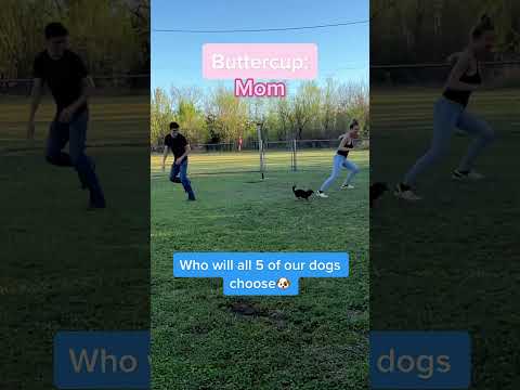 Dog’s reaction #dog #fypシ #foryou