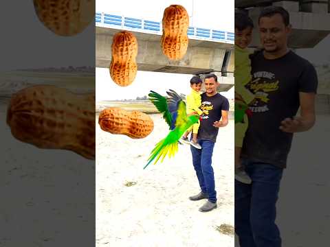 Rounding peanuts to Duck, Peacock, Pigeon & Parrot - Birds names magic video