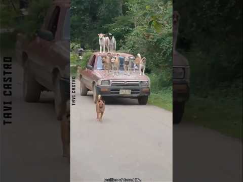 Animals Are Epic!😂