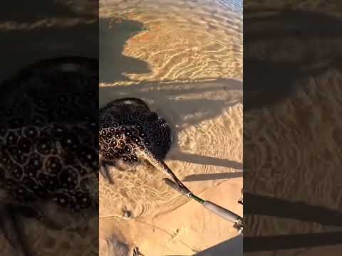 Muito cuidado nessa hora,principalmente para nós pescadores.