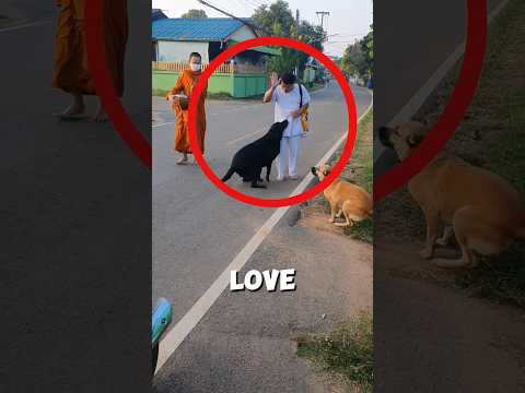 Unbelievable moment dogs waited for their owner 🐕‍🦺 ❤️ #shorts