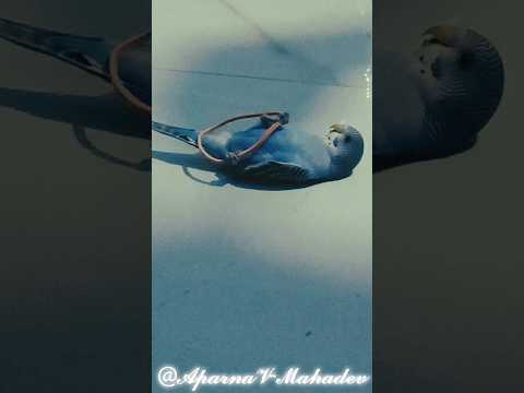 Playful moments 🫣 | #lovebirds #birds #birdlife #birdlovers #trending #viral #youtubeshorts #shorts