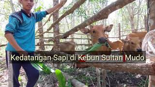 SAPI PEDET BARU UMUR 2 BULAN MILIK PETERNAK YAHYA Sawit Siak