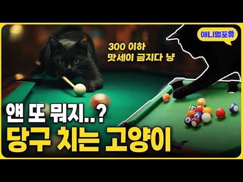 "300 이하 맛세이 금지다 ㅋㅋ" 당구 치는 고양이 | KBS 생생정보 240716 방송