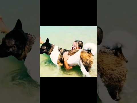 Akita Life - DOGS GO WILD at the Beach!😻