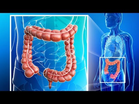 Colon Function In Digestive System