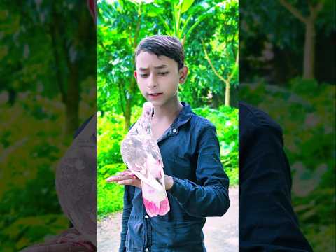তুফানের বন্ধুত্ব 🕊️🥰 #animal #কবুতর #tending #viral#pigeon #cartoon  latest short video
