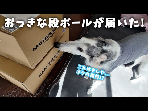 【福袋】今年も買いました!NAAFの超お得な福袋!
