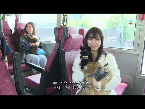 HK Palace Museum partners with KMB to promote ancient Egpytian exhibition｜TVB News｜2026/03/07