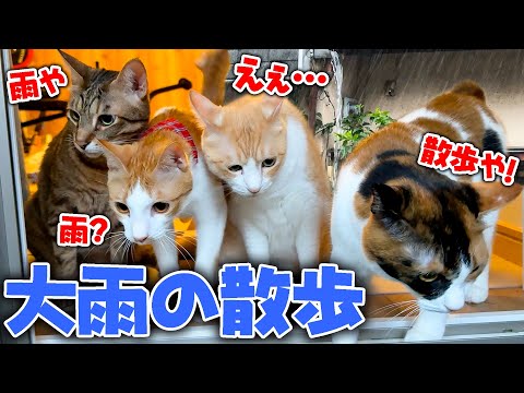 台風の豪雨に興奮した猫たちがベランダへ散歩に行く中で、一人だけ様子のおかしい猫がいました。