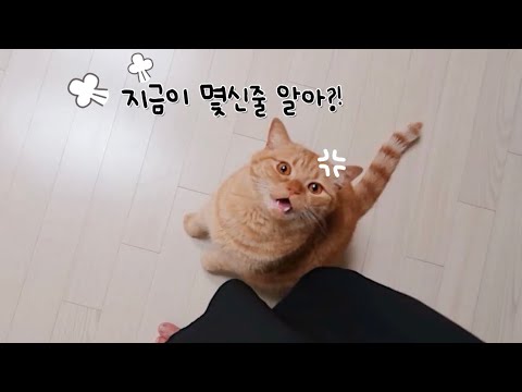 (ENG) 제 통금 시간은 6시 입니다.. 어기면 잔소리 폭탄맞음