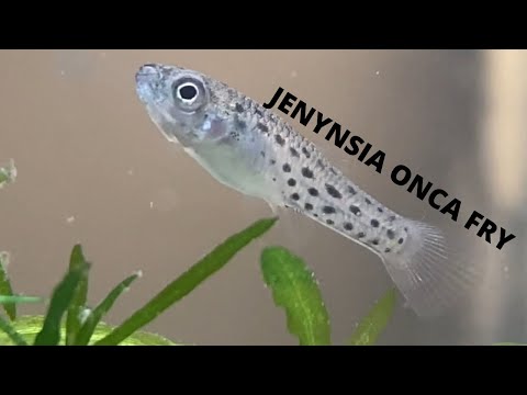 Jenynsia Onca Fry One-sided Livebearer youngsters are super cute #Shorts