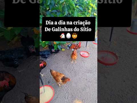 Dia a dia na Criação de Galinhas no Sítio!🥚🐔🤠#galinhas #criaçãodegalinhas #sítio #vidanocampo