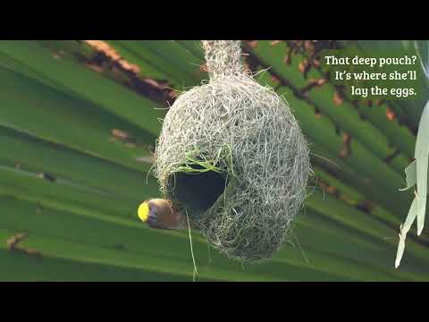 Nature’s Couple: From Craft to Care 🧵🪺 #weavers #birdnest #nestbuilding #nature #birdlife