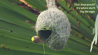 Nature’s Couple: From Craft to Care 🧵🪺 #weavers #birdnest #nestbuilding #nature #birdlife