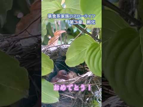 第二章　孵化　#草食系家族のスローライフ　#shorts #ヒヨドリ　#子育て日記 #孵化　#7/22生まれ