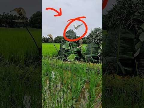 See how the white buck catches😱🙊🦩#short video #new #comedy #indonesia #vietnam #Thailand #Mexico