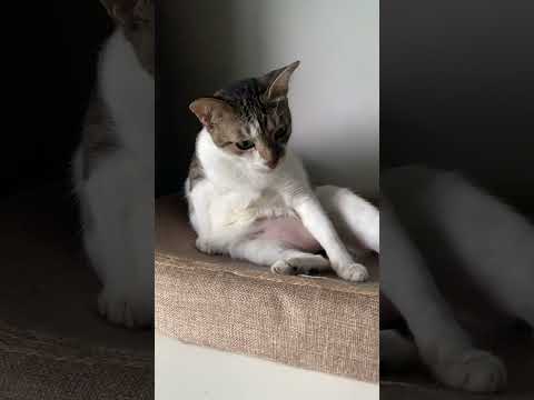 Cats day 12 Oct 2025 #cats #catlover #tombamlucky #fypsg #sgcats