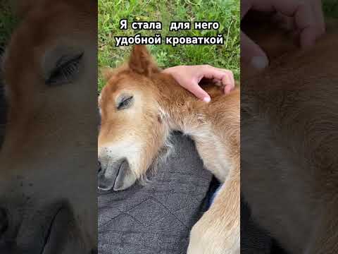 Его зовут Персик