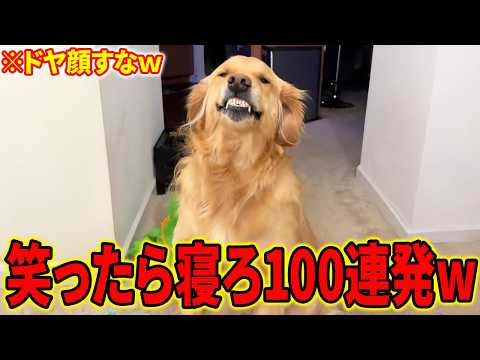 【漏らしたぜ!→ドヤ顔すなw】ツッコミどころ満載の面白犬動画100連発【笑ったら寝ろwww】