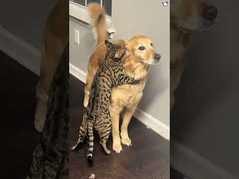 When you have both a cat and a dog ๐ถ๐ฑ๐คฃ#dog #funny #dogsoftiktok #cat #cats