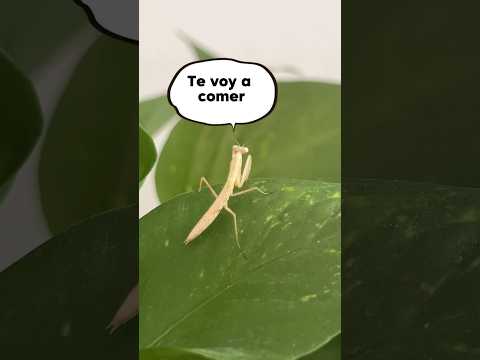 Dia 15 alimentando una Mantis #shorts #viral