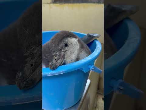 猫の動画サムネイル - 4/15ふ化🐣フンボルトペンギン生後55日目