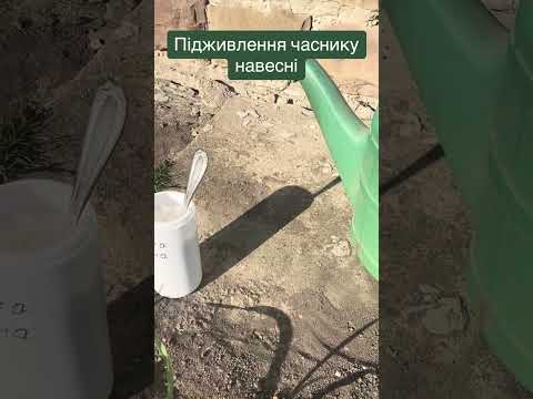 Чим підживити часник навесні. Щоб не жовтів часник. #часник #жовтієчасник