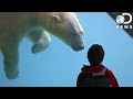 Challenges and Benefits of Zoos