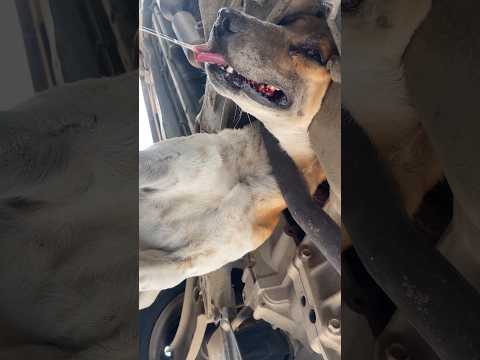 The dog’s head became stuck in the silencer under a car #DogStuck