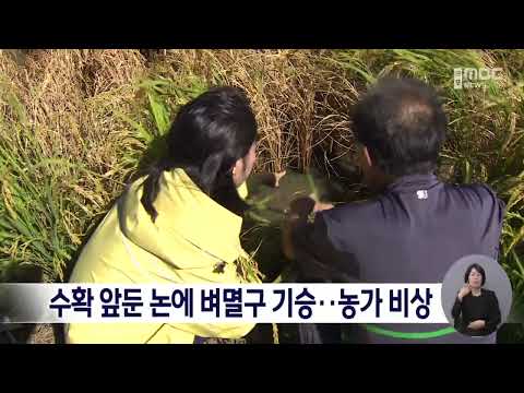 수확 앞둔 논에 벼멸구 기승…농가 비상[목포MBC 뉴스데스크]