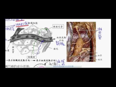 國一生物_淋巴循環【莫斯利國中自然科學】【國中生物】