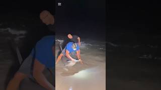 Hammerhead Shark!! #fishing#shark#fish#shortvideo#ocean#water