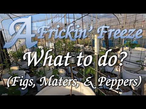 Dealing with an Unexpected Freeze