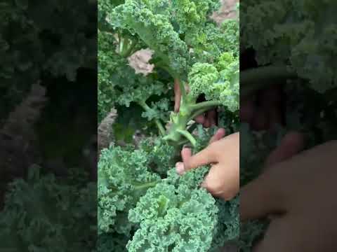 Cải xoăn Kale - Rạng Đông Seeds #hatgiongrangdong #rangdongseeds