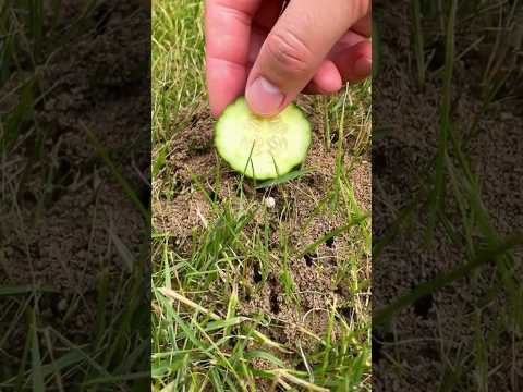 This Kitchen Combination Eliminates Ants Completely #ants #shorts #pestcontrol
