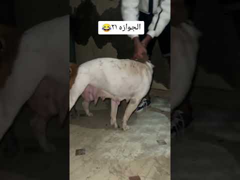 سيلفر اتجوز نتايتين