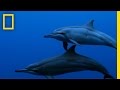 Spinner Dolphins: Behavior and Social Structure