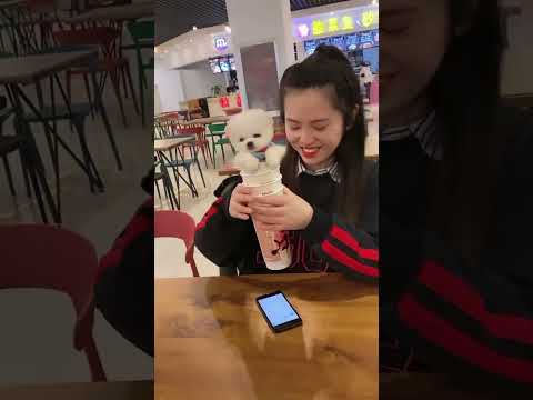 🥰🐶🥰 मिलो दुनिया की सबसे प्यारी पप्पी से 🥰🐶🥰#trending #shortvideo #puppy