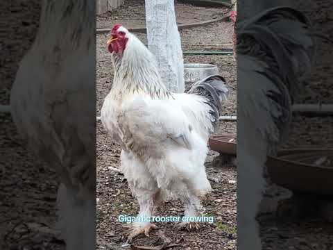 The biggest rooster breed #brahma crowing in the morning
