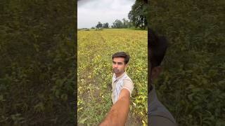 सोयाबीन की कटाई शुरू 🌾 लेकिन उत्पादन ने किया हैरान! #SoyabeanHarvest #IndianFarming #dailyvlog