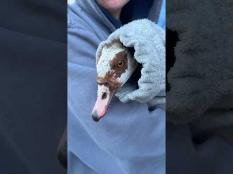 Illegal beschossene Nilgänse gerettet