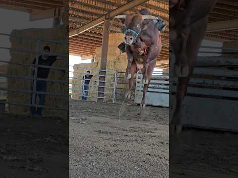 que alto repara.. #toros #bulls #jaripeo #mascotas #animals #ganado #cattle #rodeo #rancho