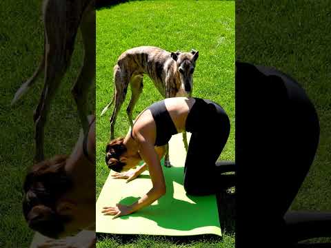 Me, My Mat, and My Giant Friend #puppy #goldenretreiver #footballplayer #goldenretriever